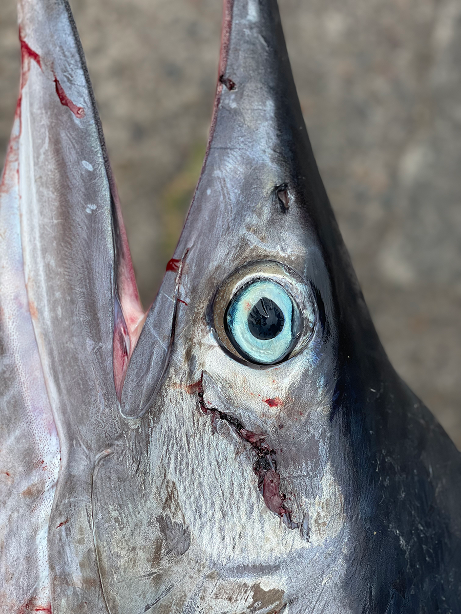 Striped Marlin
