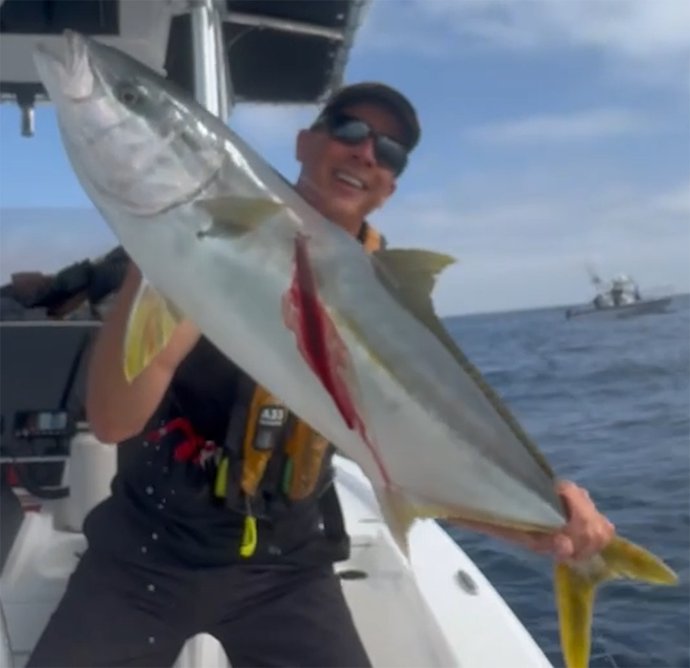 20 lb Yellowtail