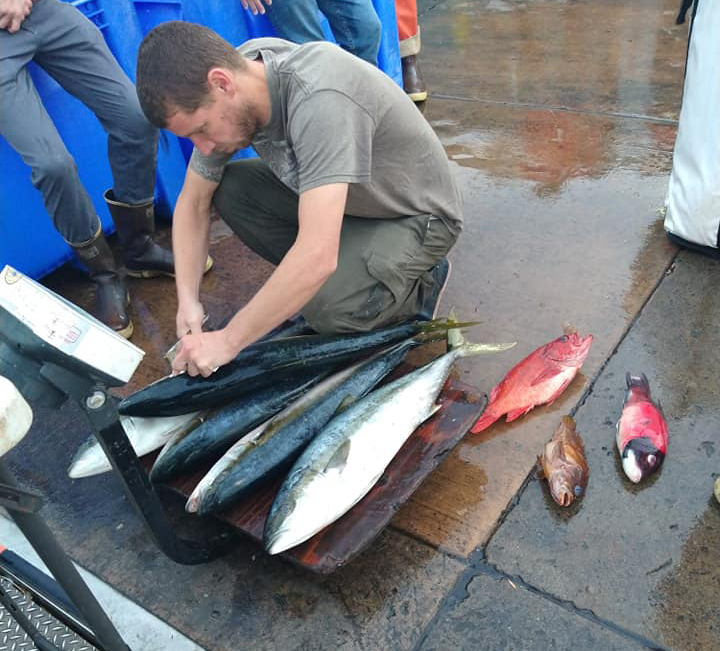 Yellowtail Limits — Mexico